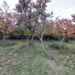Satılır 3 otaqlı Həyət evi/villa Oğuz 5