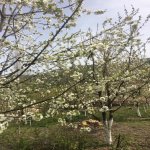 Kirayə (günlük) 3 otaqlı Həyət evi/villa Quba 14