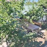 Kirayə (günlük) 3 otaqlı Həyət evi/villa İsmayıllı 24