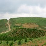 Satılır Torpaq Şamaxı 2