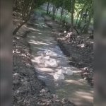 Satılır 4 otaqlı Həyət evi/villa Salyan 11