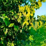 Satılır Torpaq Xaçmaz / Xudat 6