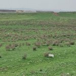 Satılır Torpaq, Fatmayi, Abşeron rayonu 1