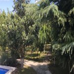 Satılır 6 otaqlı Bağ evi, Novxanı, Abşeron rayonu 15