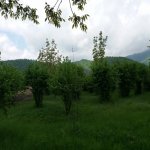 Kirayə (günlük) 3 otaqlı Həyət evi/villa Qəbələ 5