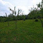 Satılır Torpaq Qəbələ 3