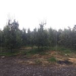 Satılır Torpaq Qəbələ 1