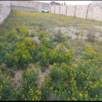 Satılır Torpaq, Buzovna, Xəzər rayonu 3