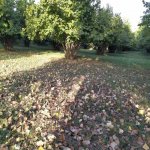 Продажа Участок Гябяля 9