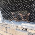 Satılır Obyekt, Qobu, Abşeron rayonu 18