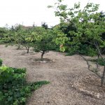 Satılır 6 otaqlı Həyət evi/villa, Şüvəlan, Xəzər rayonu 29