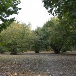 Продажа Участок Огуз 1