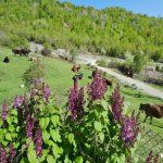 Kirayə (günlük) 5 otaqlı Həyət evi/villa İsmayıllı 5