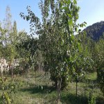 Satılır 4 otaqlı Həyət evi/villa Qəbələ 15