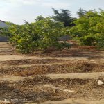 Satılır Torpaq, Fatmayi, Abşeron rayonu 7