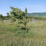 Satılır 4 otaqlı Həyət evi/villa İsmayıllı 40