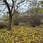 Satılır Torpaq Qəbələ 1