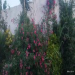 Kirayə (aylıq) 4 otaqlı Bağ evi, Sabunçu rayonu 14