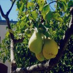 Kirayə (günlük) 5 otaqlı Bağ evi, Novxanı, Abşeron rayonu 4