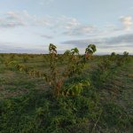 Satılır Torpaq Ağcabədi 1