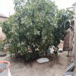 Продажа 4 комнатная Дома/Виллы, м. Хетаи метро, НЗС, , Хетаи район 3