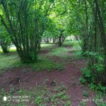 Satılır Torpaq Qəbələ 11