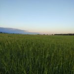 Satılır Torpaq Şəki 12