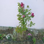 Kirayə (günlük) 3 otaqlı Həyət evi/villa, Novxanı, Abşeron rayonu 11
