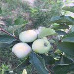 Продажа 7 комнатная Дома/Виллы, Мярдякан, Хязяр район 30