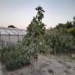 Satılır Torpaq, Novxanı, Abşeron rayonu 5