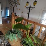 Kirayə (günlük) 3 otaqlı Həyət evi/villa Qax 7