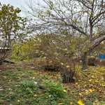 Satılır Torpaq Qəbələ 2