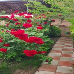 Kirayə (aylıq) 3 otaqlı Həyət evi/villa, Buzovna, Xəzər rayonu 20