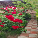 Kirayə (aylıq) 3 otaqlı Həyət evi/villa, Buzovna, Xəzər rayonu 20