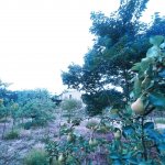 Satılır 3 otaqlı Həyət evi/villa, Abşeron rayonu 18