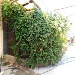 Продажа Участок, пос. Бадамдар, Сябаиль район 6