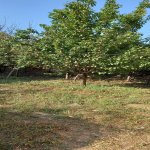 Satılır 3 otaqlı Həyət evi/villa Gəncə 9