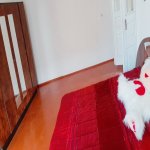 Kirayə (aylıq) 2 otaqlı Həyət evi/villa, Gənclik metrosu, Nərimanov rayonu 2