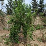 Kirayə (aylıq) 3 otaqlı Bağ evi, Mərdəkan, Xəzər rayonu 11