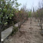 Satılır 3 otaqlı Bağ evi, Bilgəh qəs., Sabunçu rayonu 6