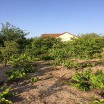 Kirayə (aylıq) 4 otaqlı Bağ evi, Fatmayi, Abşeron rayonu 3