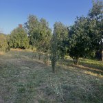 Satılır Torpaq İsmayıllı 2