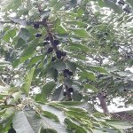 Kirayə (aylıq) 6 otaqlı Bağ evi, Novxanı, Abşeron rayonu 24