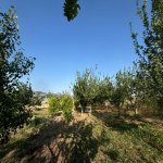 Satılır Torpaq Şamaxı 10