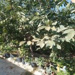 Satılır 3 otaqlı Həyət evi/villa, Xəzər rayonu 5