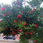 Kirayə (aylıq) 12 otaqlı Həyət evi/villa, Badamdar qəs., Səbail rayonu 12