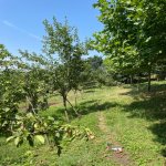 Satılır 3 otaqlı Həyət evi/villa İsmayıllı 3