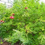 Satılır 5 otaqlı Həyət evi/villa, Buzovna, Xəzər rayonu 9