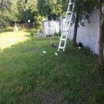 Satılır Torpaq Qəbələ 7