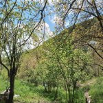 Satılır 3 otaqlı Həyət evi/villa İsmayıllı 16